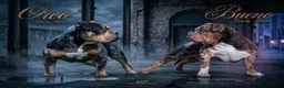 Amerikaanse Bully honden te koop: American Bully pocket pups verwacht geteste ouders - Advertentie 22