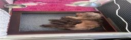 Ruwhaar Teckel honden te koop: Prachtige choco tan ruwharige pups - Advertentie 5