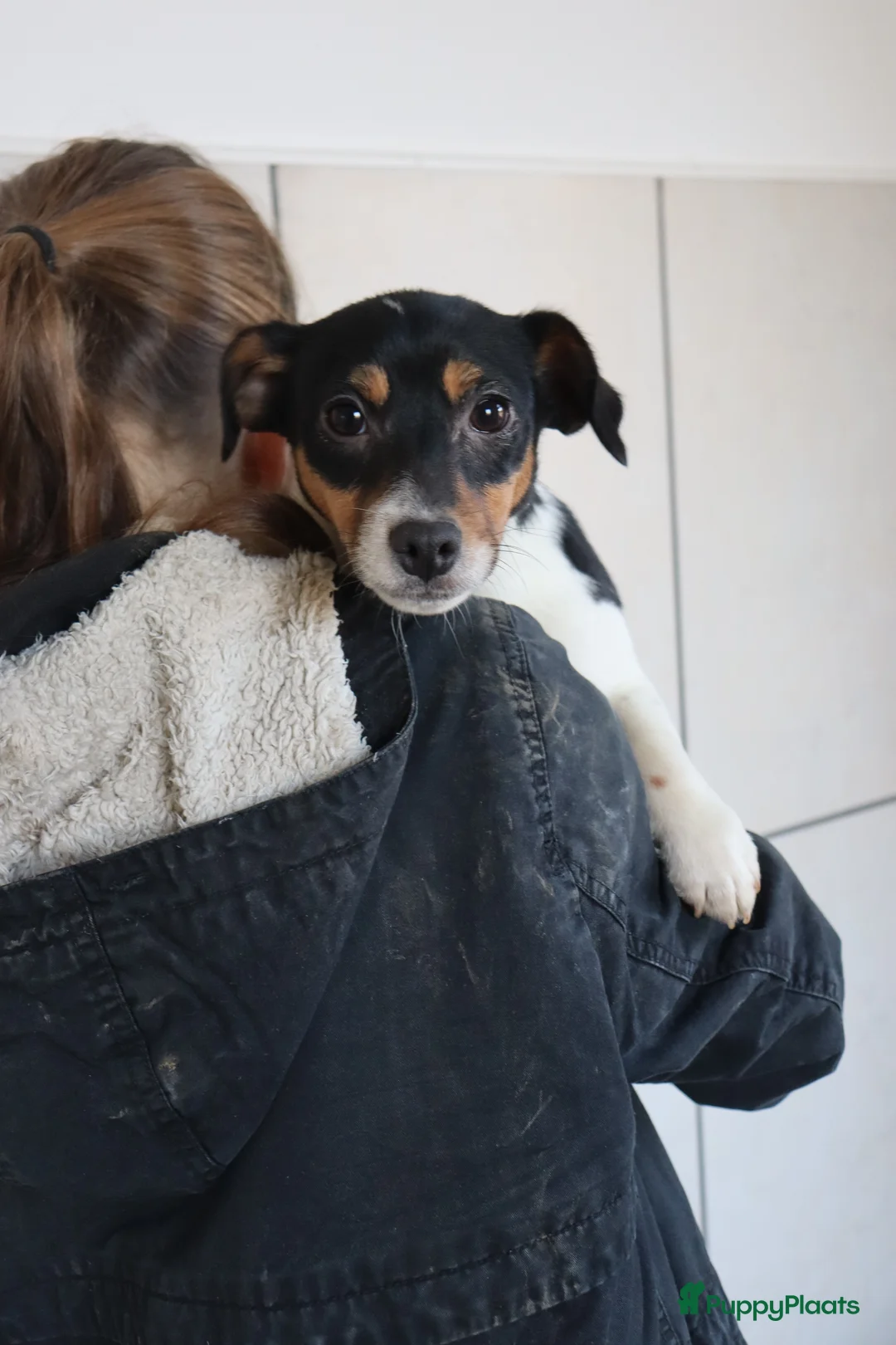 Jack Russel Terriër honden te koop: Zeer lieve en mooie jack russels te koop - Advertentie 8