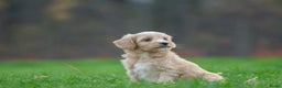 Kruising honden te koop: supergave mini tot middelgrote DOODLE PUPS - Advertentie 5