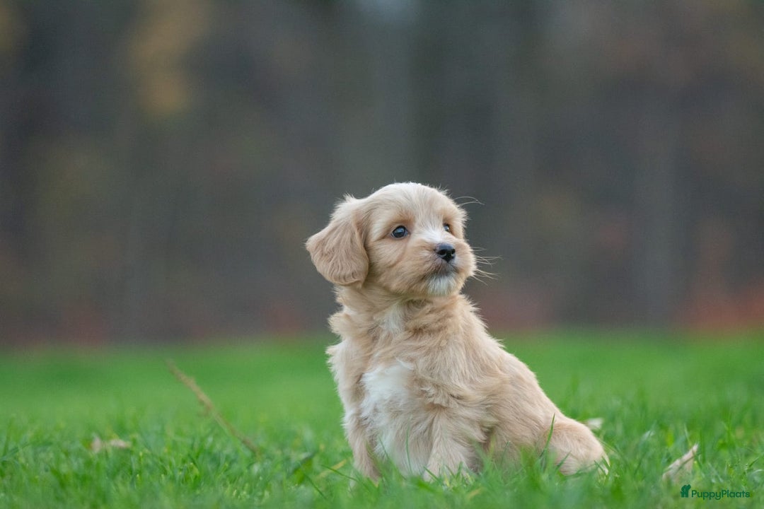 Kruising honden te koop: supergave mini tot middelgrote DOODLE PUPS - Advertentie 5