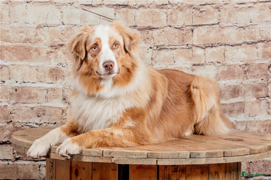 Australian Shepherd honden te koop: Nestaankondeging 06-04-2026 Australian shepherd - Advertentie 1
