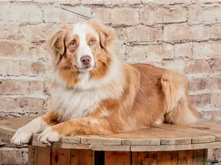 Australian Shepherd honden Nestaankondeging 06-04-2026 Australian shepherd - Advertentie 2