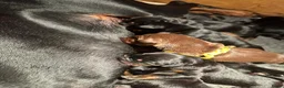 Dobermann honden te koop: Mooie en gezonde dobermann pups - Advertentie 5