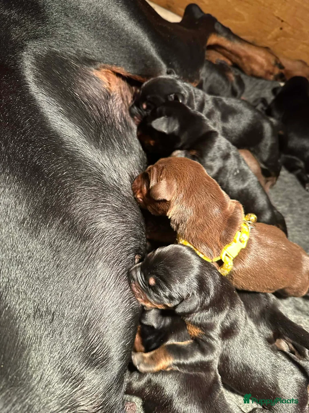 Dobermann honden te koop: Mooie en gezonde dobermann pups - Advertentie 5