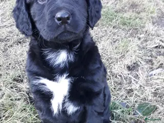 Kruising honden Enthousiaste Labrador X Friese Stabij pups - Advertentie 3