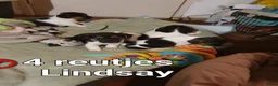 Jack Russel Terriër honden te koop: Gezonde raszuiver gefokt Jack Russel pups laagbeen - Advertentie 18