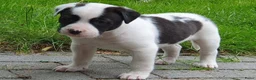 Kruising honden te koop: Border Collie Kruising pups  in Onstwedde - Advertentie 17