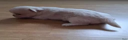 Chihuahua honden te koop: Mooi langharig chihuhmahua teefje - Advertentie 6