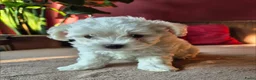 Morkie honden te koop: Zeer mooie witte Morkie pups reutjes in Groningen - Advertentie 2