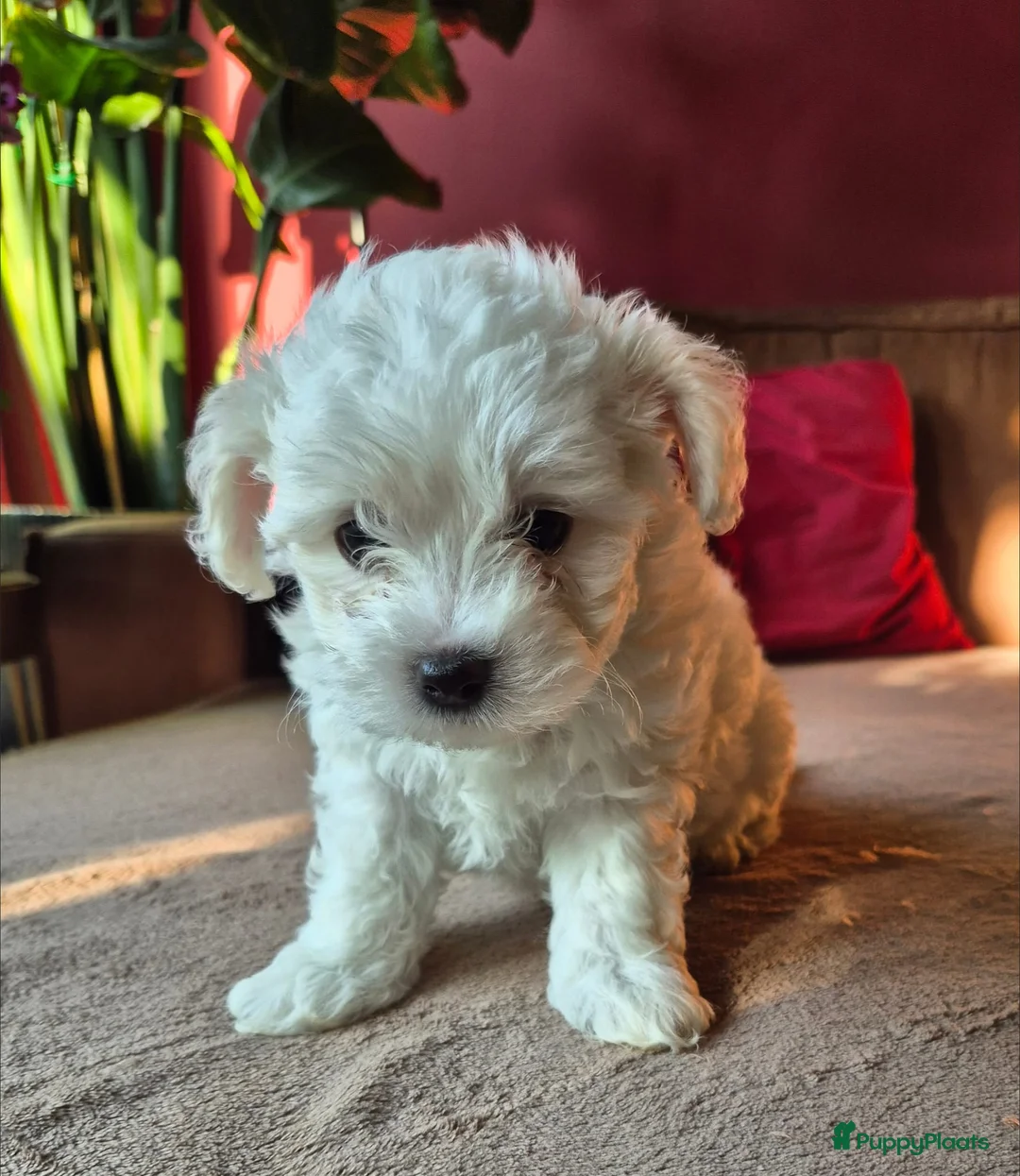 Morkie honden te koop: Zeer mooie witte Morkie pups reutjes in Groningen - Advertentie 2