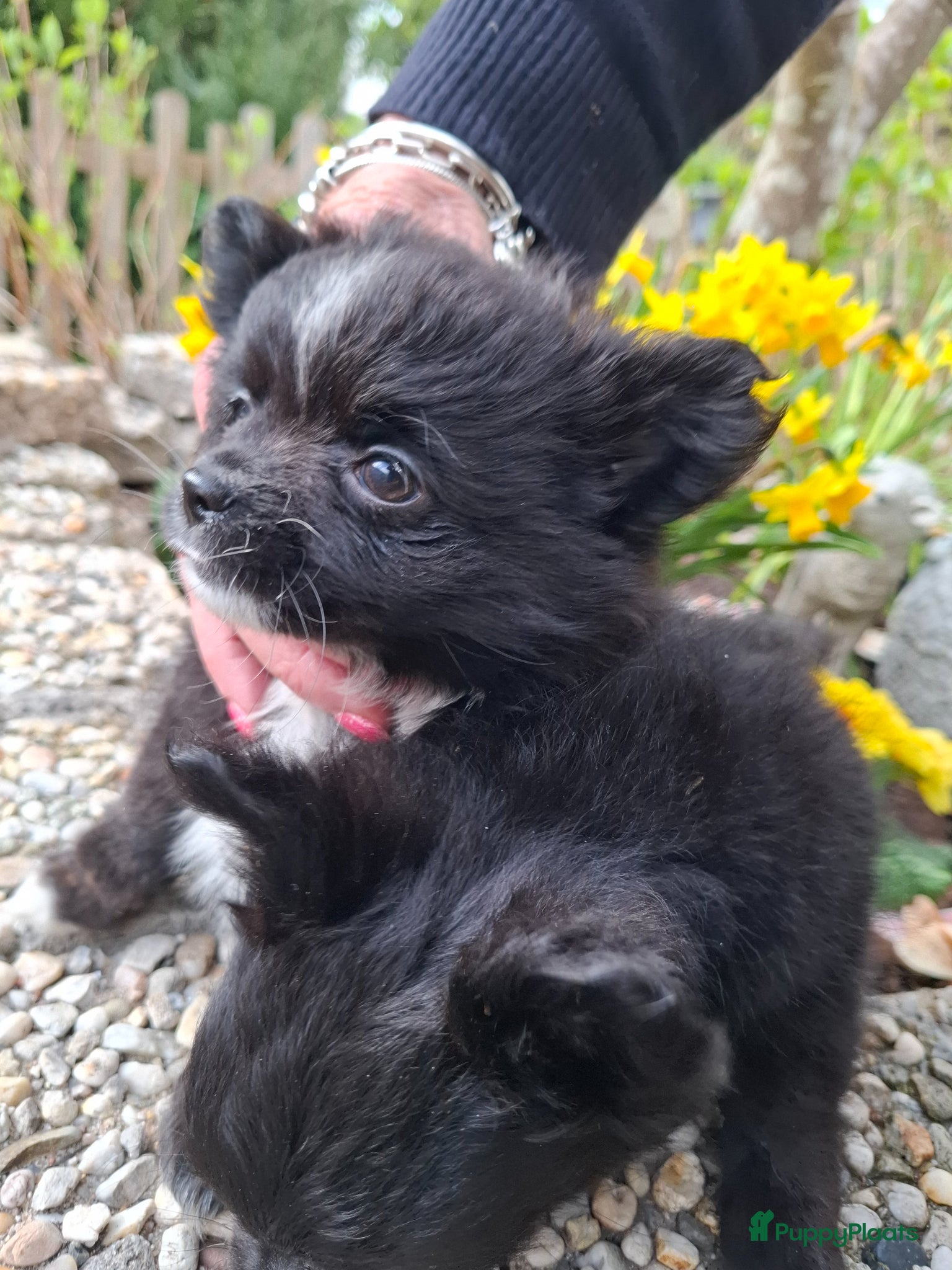 Pomchi honden Prachtige vrolijke ,gezonde pomchi pups. - Advertentie 2