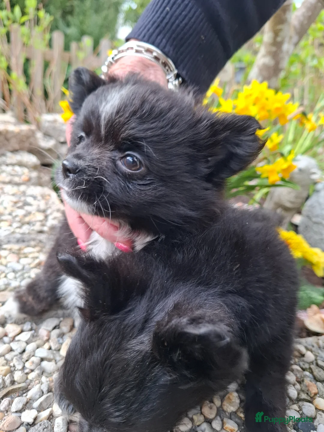 Pomchi honden te koop: Prachtige vrolijke ,gezonde pomchi pups. in Zutphen - Advertentie 2
