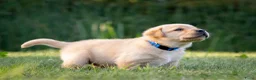 Labrador Retriever honden te koop: Labrador Retriever pups - blond en red fox - Advertentie 32