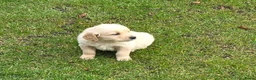 Golden Retriever honden te koop: Golden retriever pups - Advertentie 3