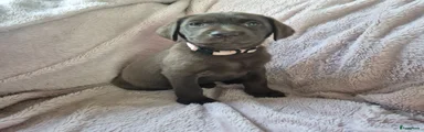 Labrador Retriever 1