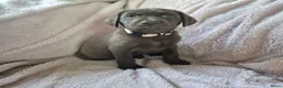 Labrador Retriever honden te koop: Labrador pups - Advertentie 16