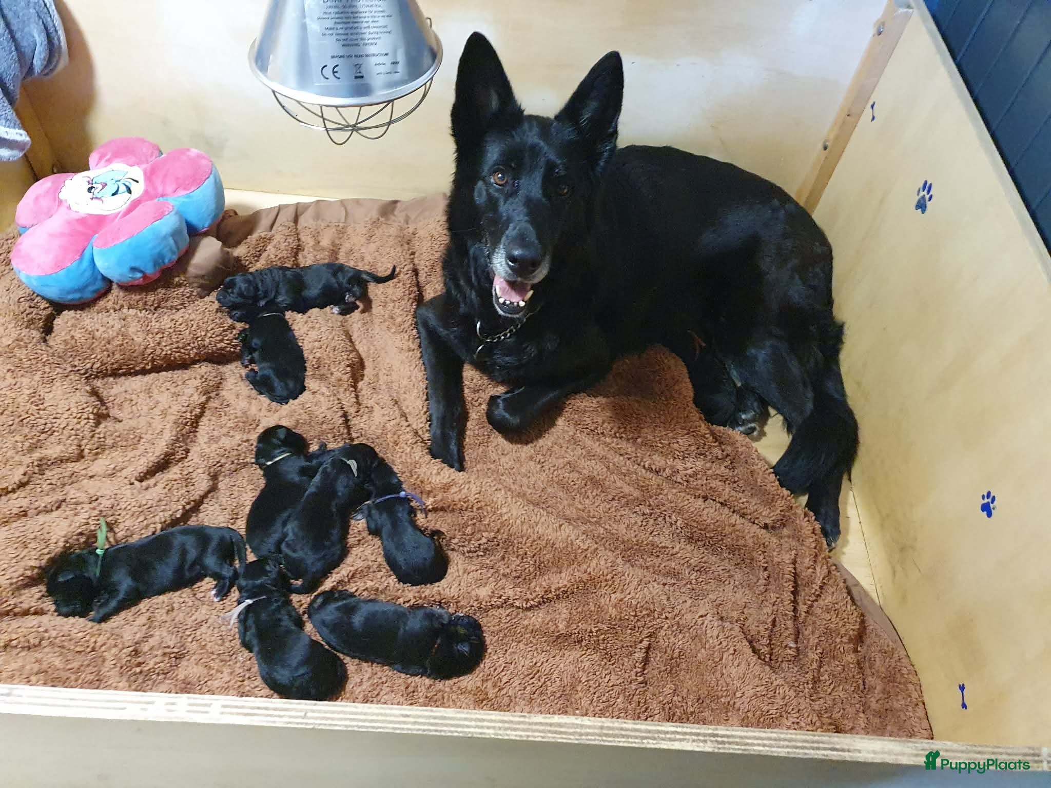 Duitse Herder honden Liefdevol gefokte Duitse Herder pups - Advertentie 1