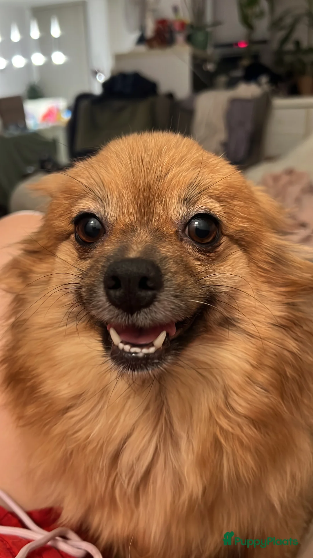 Pomchi honden te koop: Lieve Pomchi pups - Advertentie 36