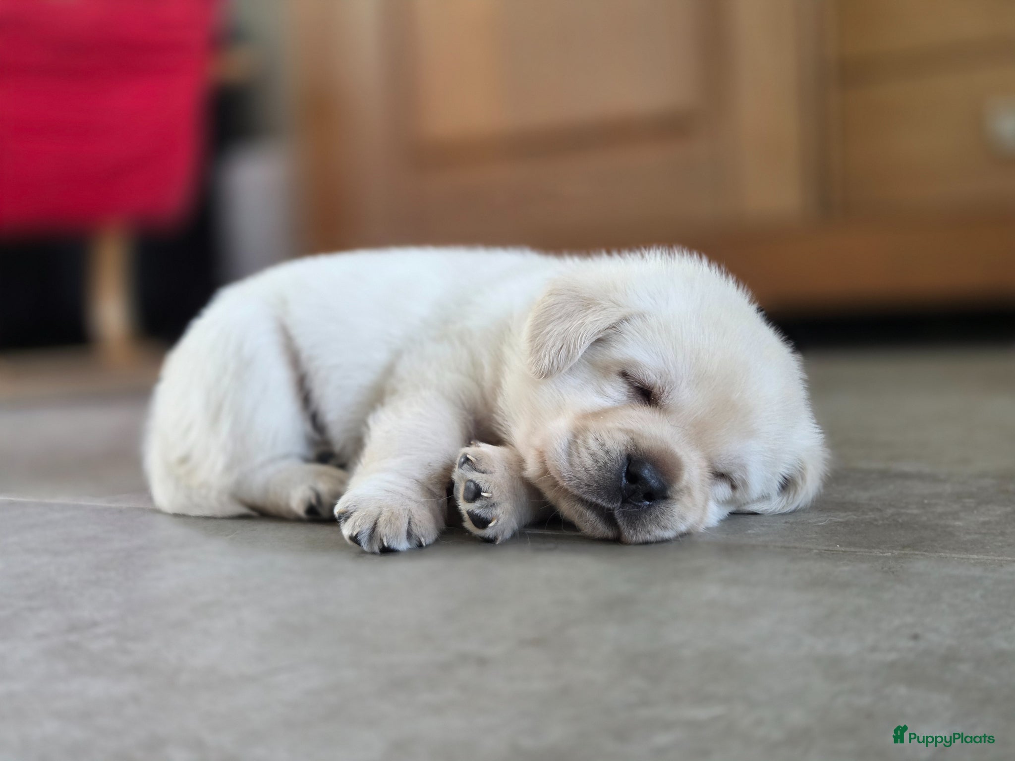 Labrador Retriever honden 3 reuen beschikbaar - Advertentie 1