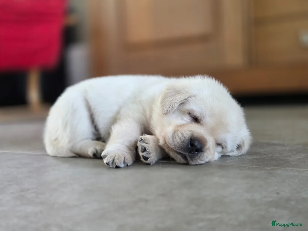 Labrador Retriever honden te koop: 3 reuen beschikbaar in Oostburg - Advertentie 1