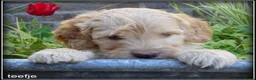 Labradoodle honden te koop: Labradoodle medium pups - Advertentie 1