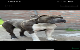 American Staffordshire Terriër honden ter dekking: Unieke Ervaren Amerikaanse Stafford bleu dekreu  in Gemert - Afbeelding 5