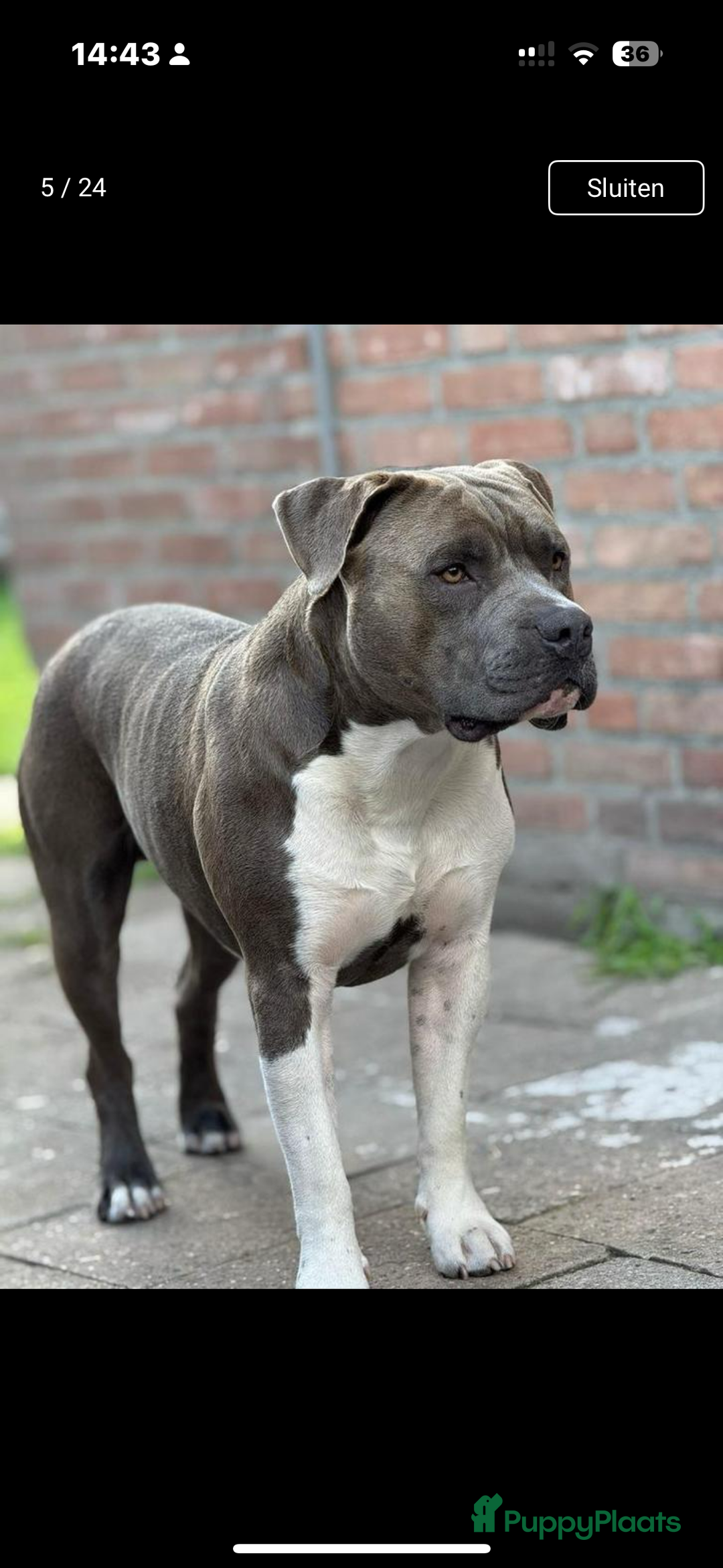 American Staffordshire Terriër honden ter dekking: Unieke Ervaren Amerikaanse Stafford bleu dekreu  in Gemert - Afbeelding 5