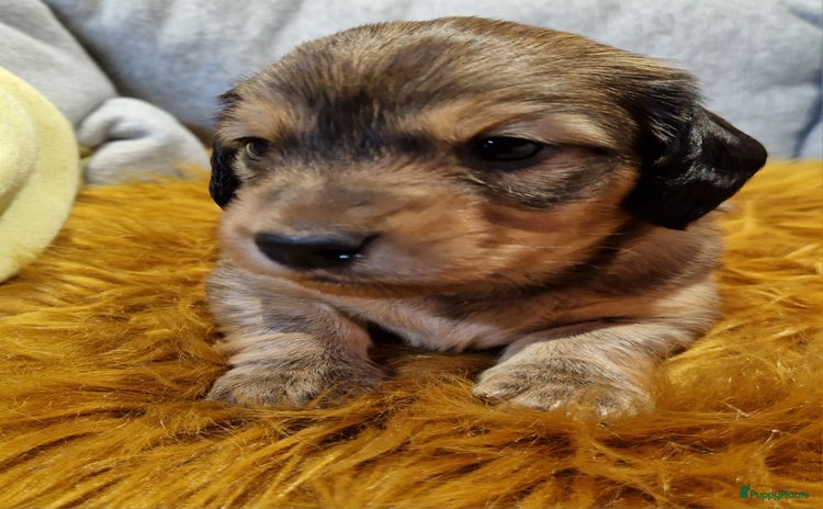 Teckel (korthaar)  honden - Advertentie 3