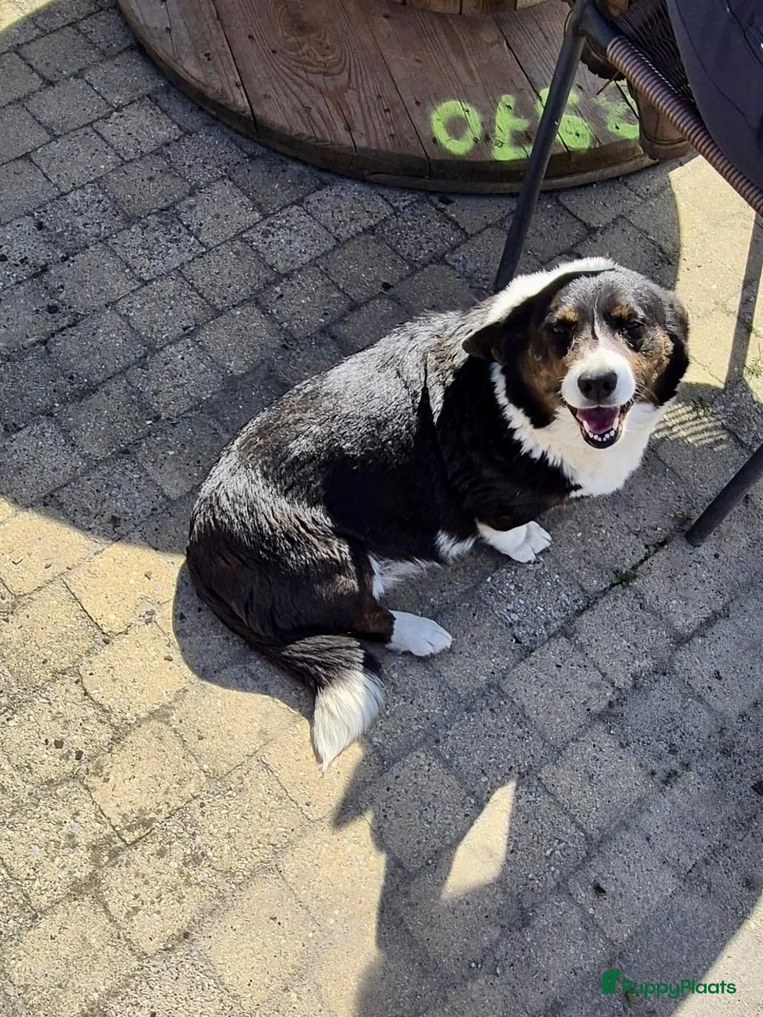 Welsh Corgi Cardigan honden te koop: Prachtige Welsh corgi cardigan pups - Advertentie 5