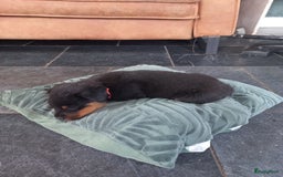 Rottweiler honden te koop: Nog 3 super lieve rottweiler reutjes. - Afbeelding 27