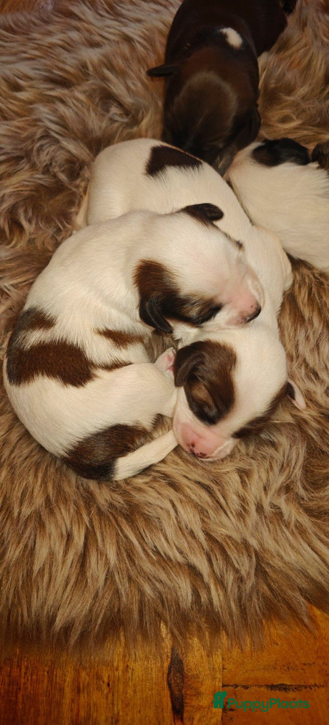 Tibetaanse Terriër honden te koop: Tibetaanse Terriërs  - Advertentie 4