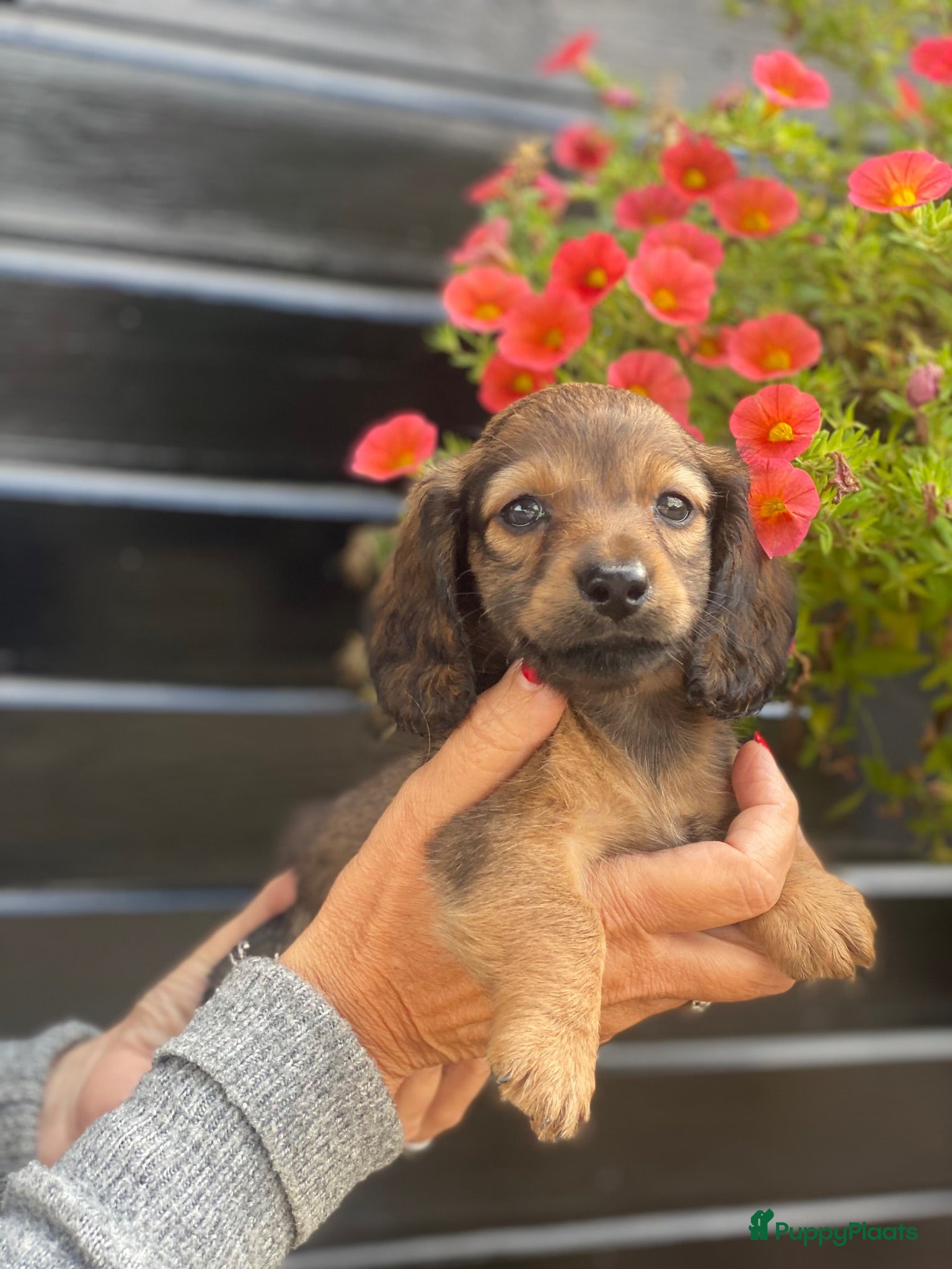 Teckel (langhaar) honden Langharige teckel pups - Advertentie 1