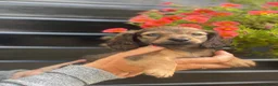 Teckel (langhaar) honden te koop: Langharige teckel pups - Advertentie 1