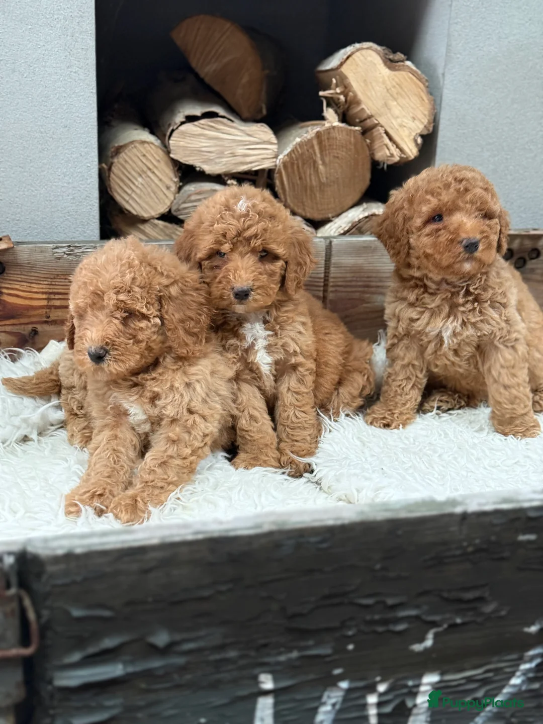 Labradoodle honden te koop: Labradoodle  - Advertentie 3