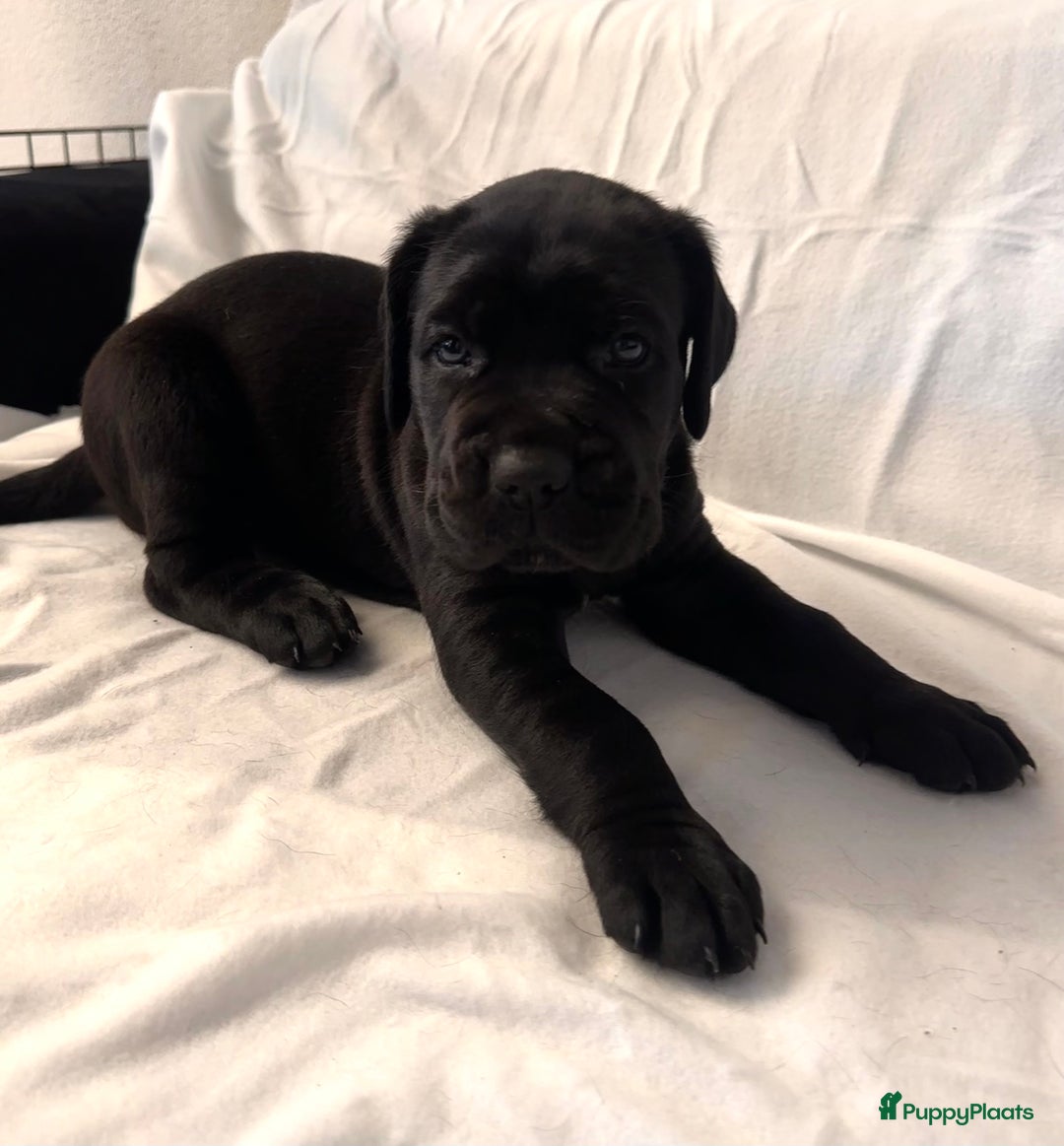 Cane Corso honden te koop: Cane corso 7 puppy’s - Afbeelding 6