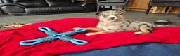 Kruising honden te koop: Mini Australian shepherd pup reutje  - Advertentie 13