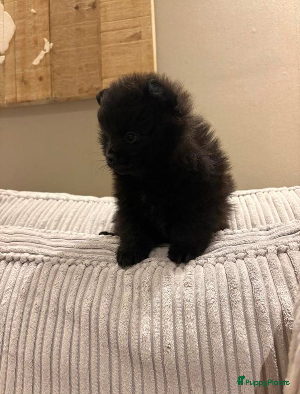 Pomeriaan honden Pomeriaan pups  - Advertentie 4