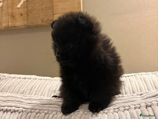 Pomeriaan honden Pomeriaan pups - Advertentie 4