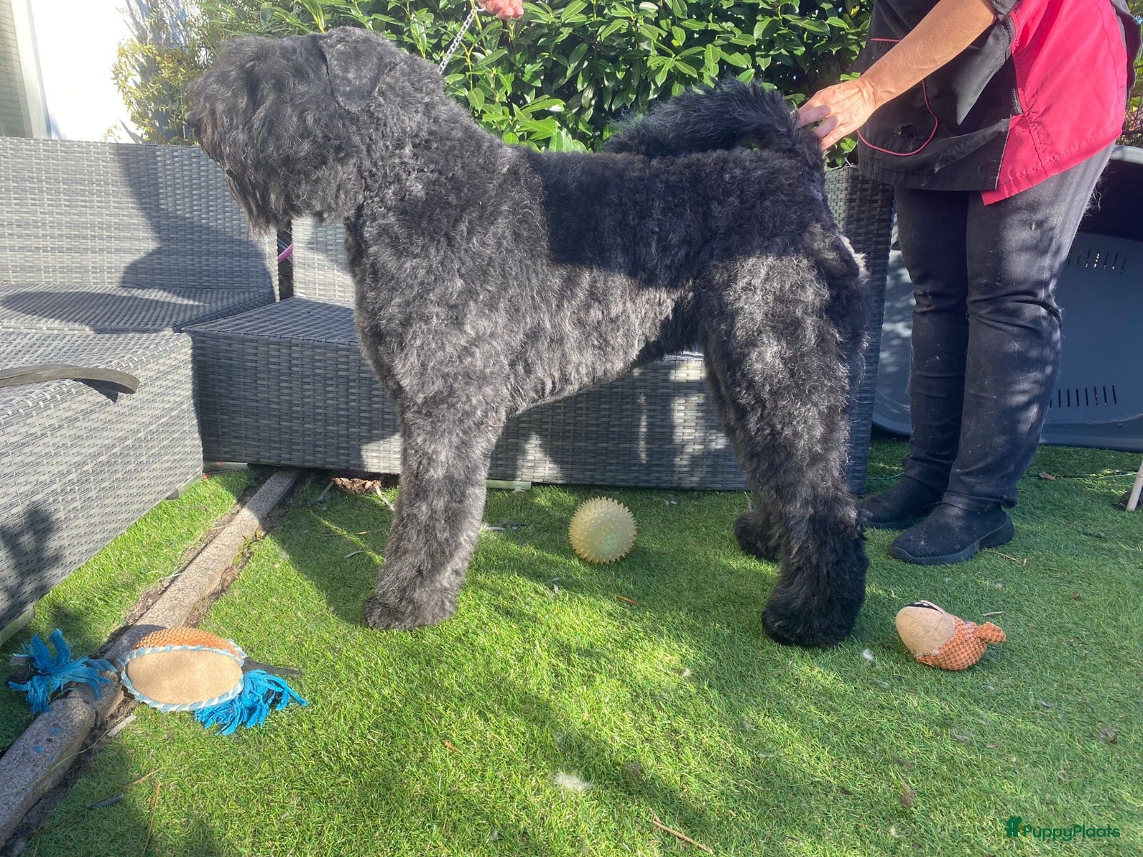 Bouvier des Flandres honden Mooie bouvier pups - Advertentie 1