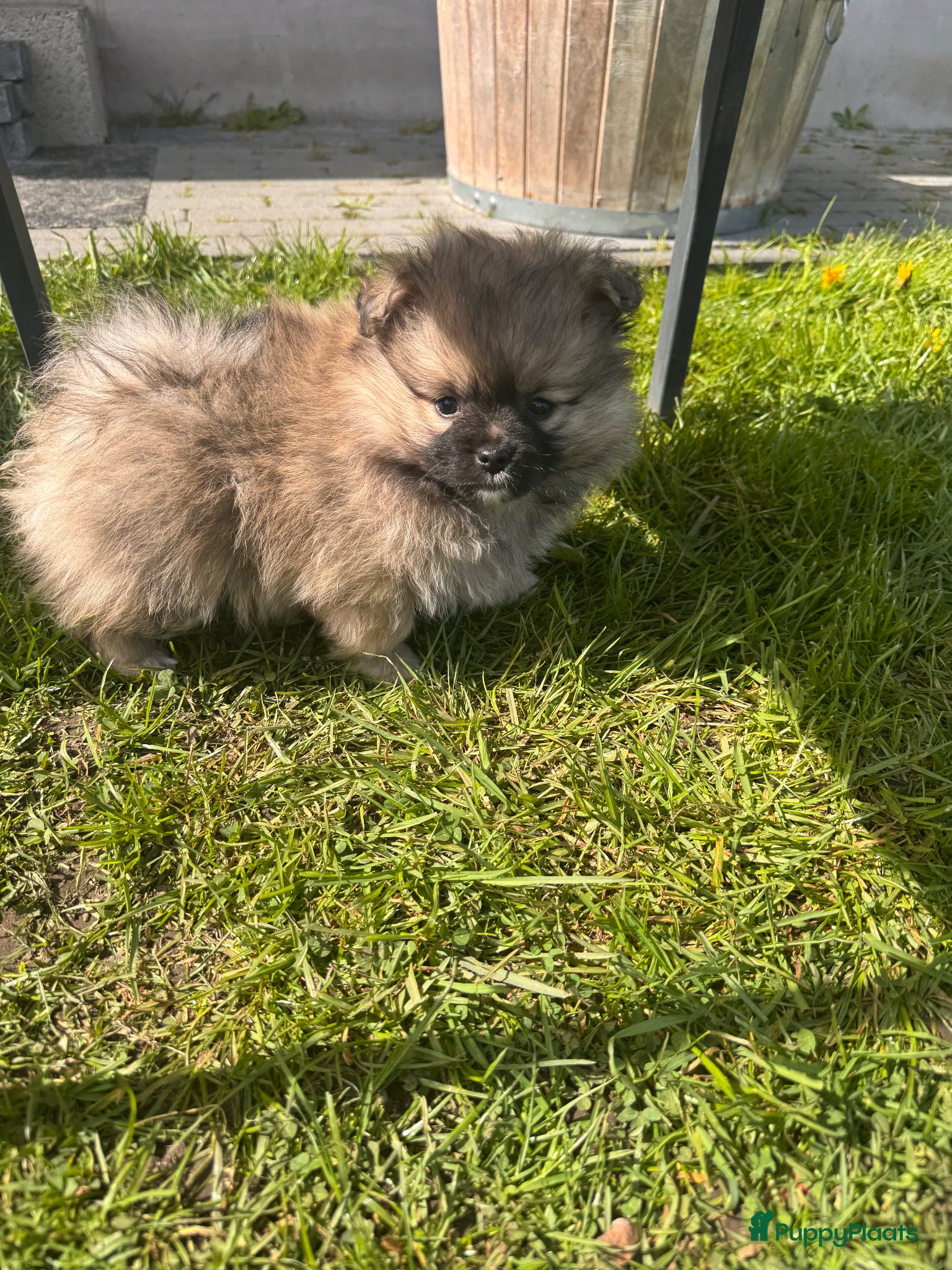 Kruising honden Pomeriaan mix puppy’s - Advertentie 2