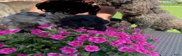 Aussiedoodle honden te koop: Australian doodle miniatuur - Advertentie 17