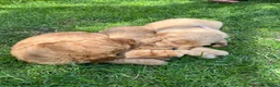 Labradoodle honden te koop: Medium labradoodel in Kwintsheul - Advertentie 26