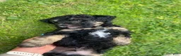 Australian Labradoodle honden te koop: 3 Aussi Labradoodle Pups, incl. karakter test   - Advertentie 4