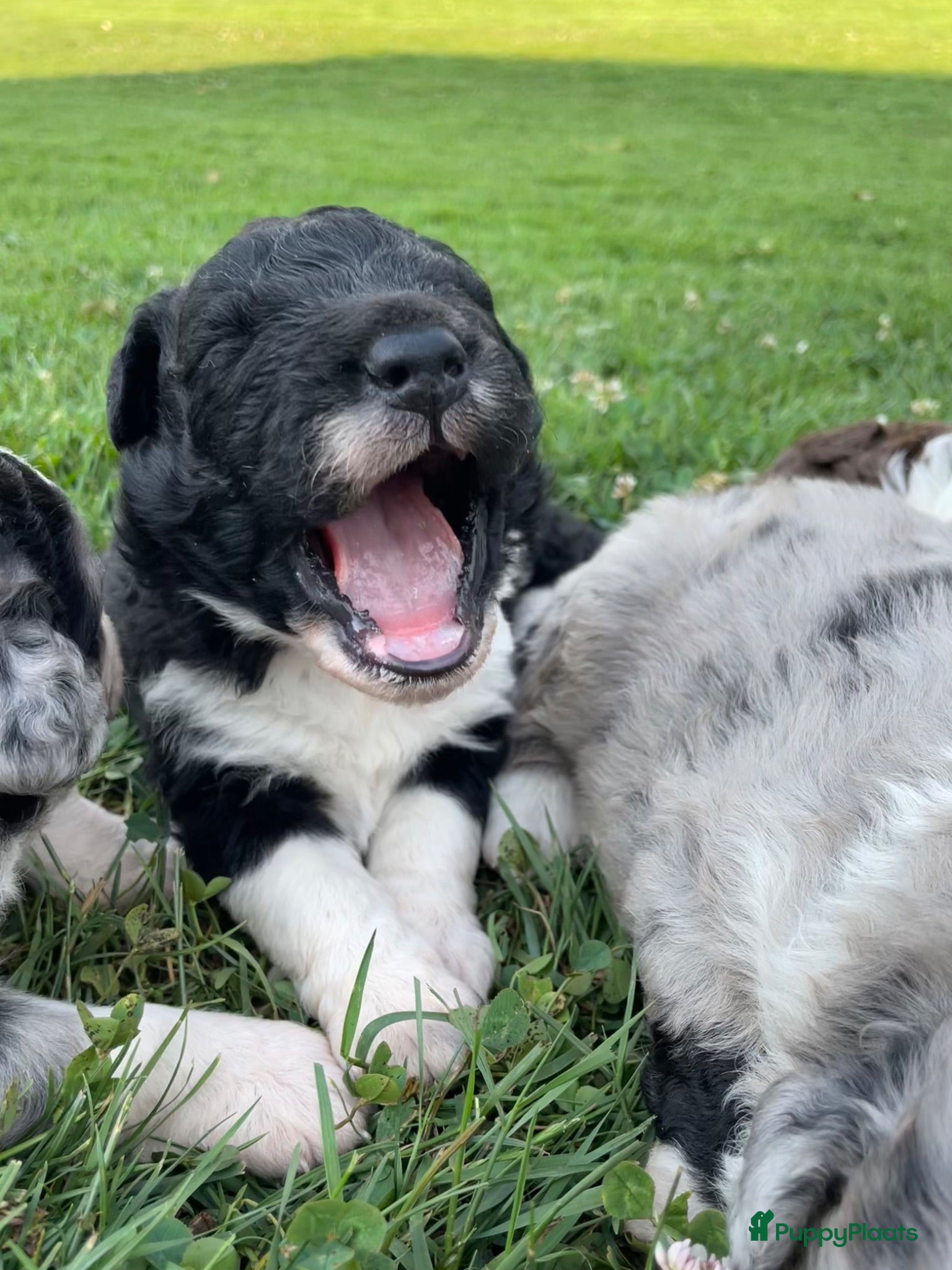 Kruising honden UNIEKE Wetterhoun X Australian Shepherd pups - Advertentie 2