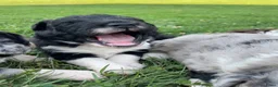 Kruising honden te koop: UNIEKE Wetterhoun X Australian Shepherd pups - Advertentie 2