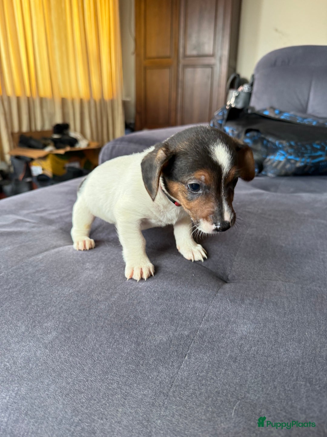 Jack Russel Terriër honden te koop: Jack russel pups - Advertentie 29