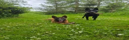 Mechelse Herder honden te koop: Nest met 9 pups (1 verkocht) in Veendam - Advertentie 3
