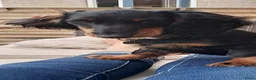 Teckel (langhaar) honden te koop: Dwerg teckel 9 maanden oud puppy cursus inbegrepen - Advertentie 3