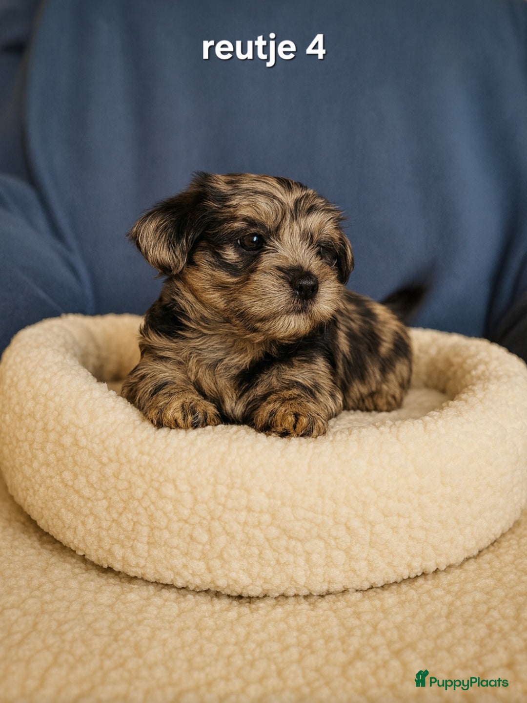 Kruising honden te koop: Mooie gezonde boomer pups.Maltezer maal Shih tzu  - Advertentie 9